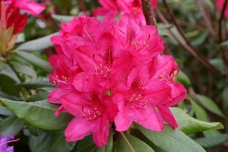 Rododendrony wielkokwiatowe NOVA ZEMBLA czerwony z ciemnym oczkiem